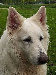 Paygo